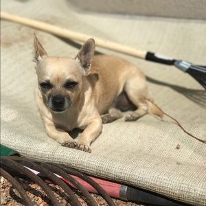 Meet your Posher, Rosa