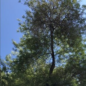 Meet your Posher, Frances