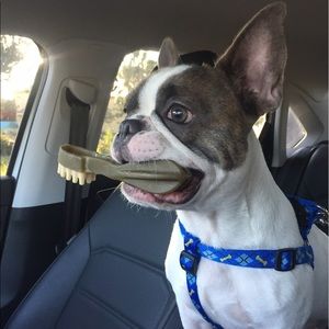 Meet your Posher, Beau