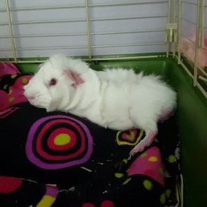 Meet your Posher, Alli