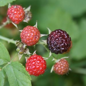 Meet your Posher, Pamela