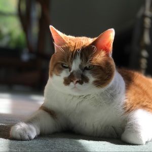 Meet your Posher, Lulu