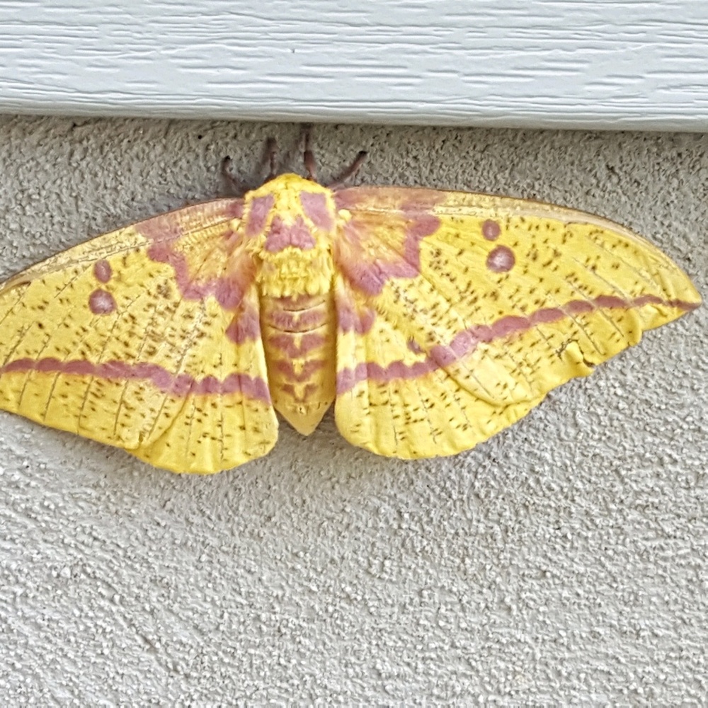 Meet your Posher, Carlan