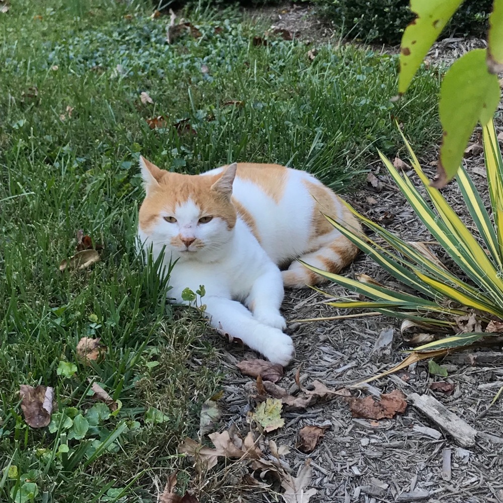 meet your posher’s cats