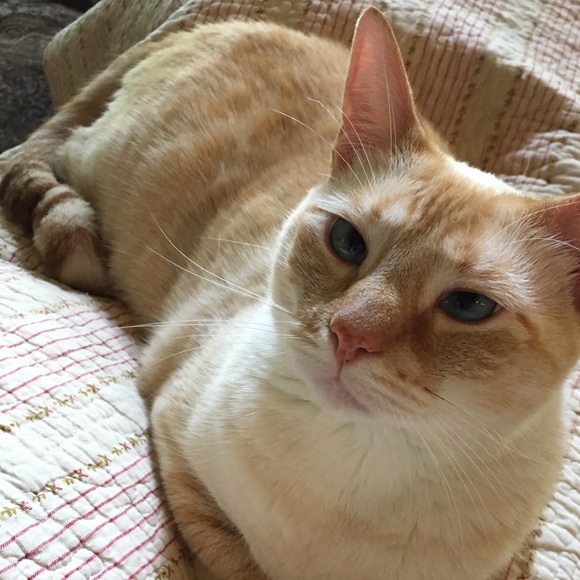 meet your posher’s cats - Picture 5 of 5