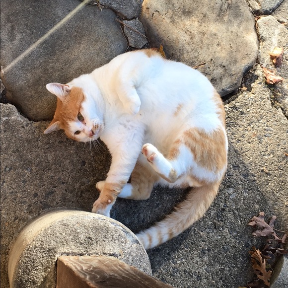 meet your posher’s cats - Picture 2 of 5