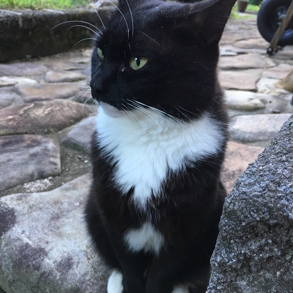 meet your posher’s cats - Picture 3 of 5