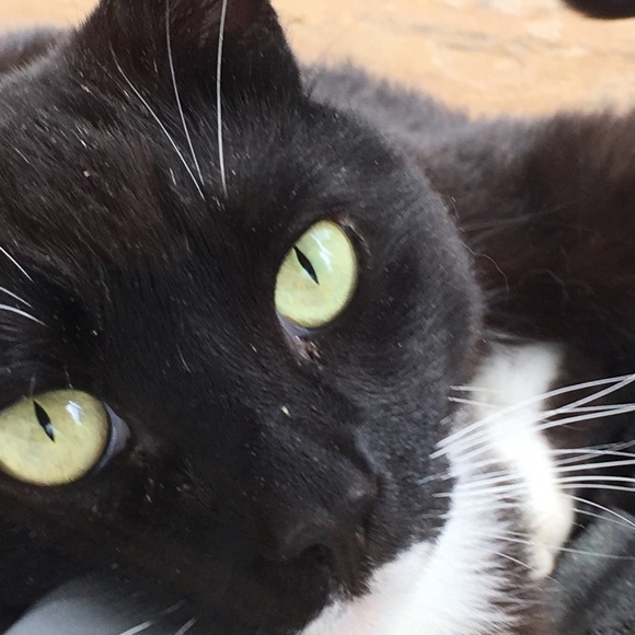 meet your posher’s cats - Picture 4 of 5