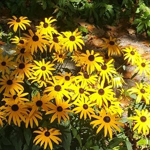 Meet your Posher, Rose