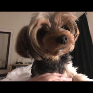 Meet your Posher, Lorry