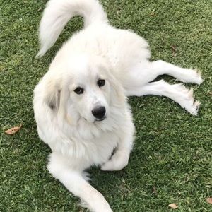 Meet your Posher, Ella