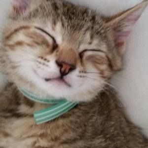 Meet your Posher, Atiya