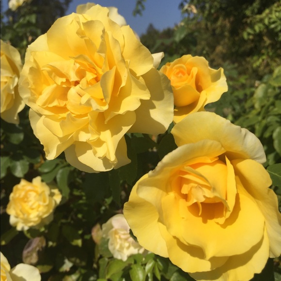 Meet your Posher and Posh Ambassador, Roni Jayo😊 - Picture 3 of 7