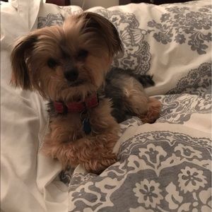 Meet your Posher, Mohini