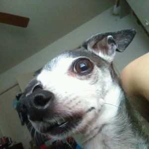 Meet your Posher, Noel