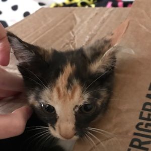 Meet your Posher, Christy