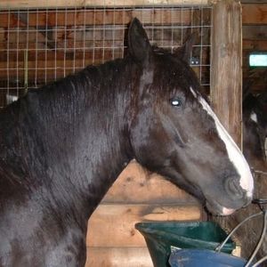 Meet your Posher, Lorrie