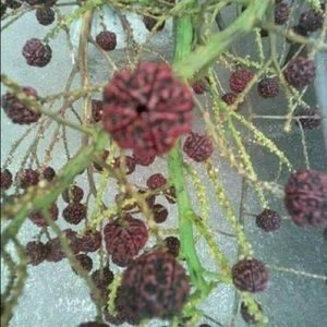 Meet your Posher, Usha