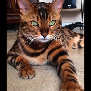 Meet your Posher, Donna