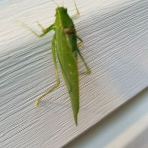 Meet your Posher, Sheena