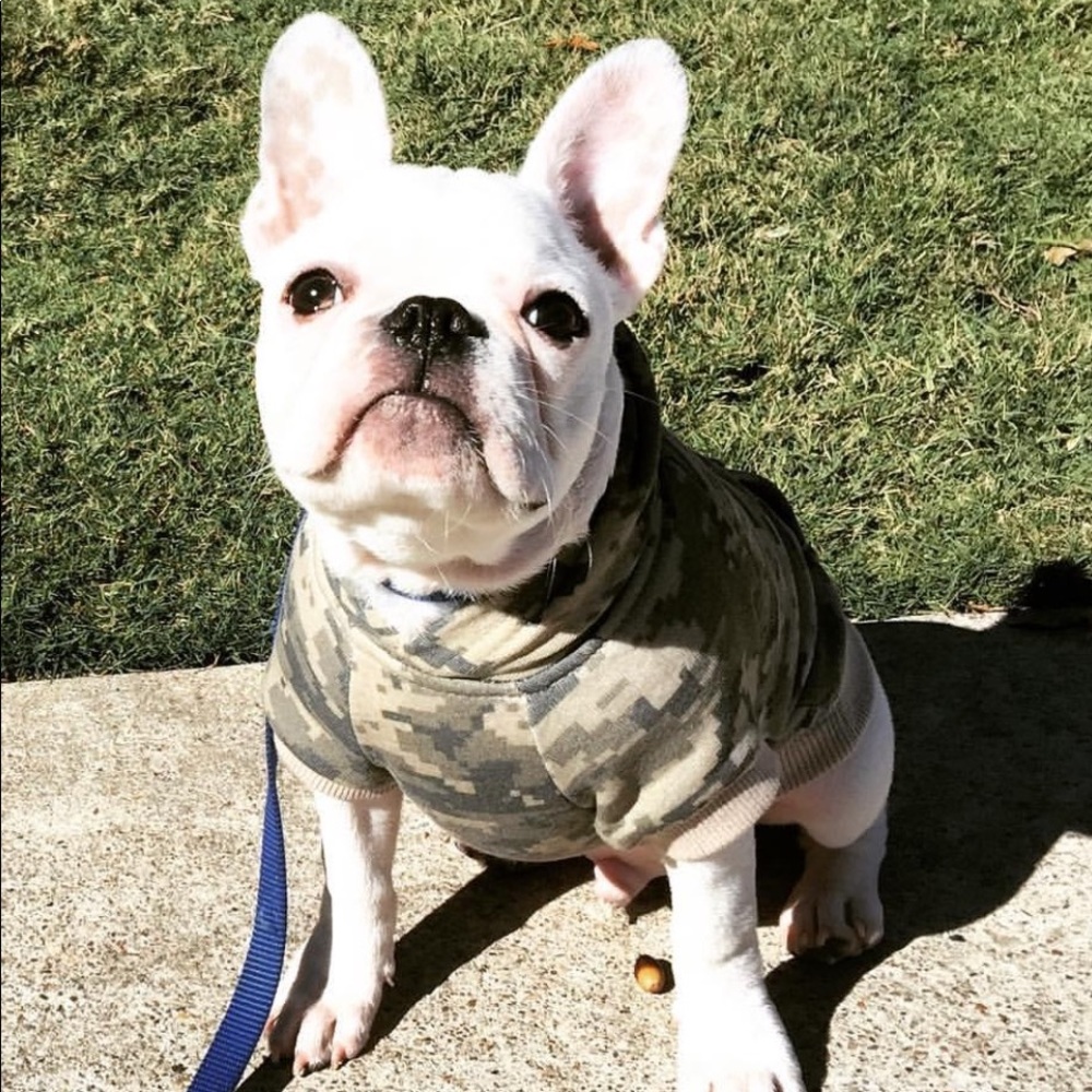 Camo Dog Hoodie