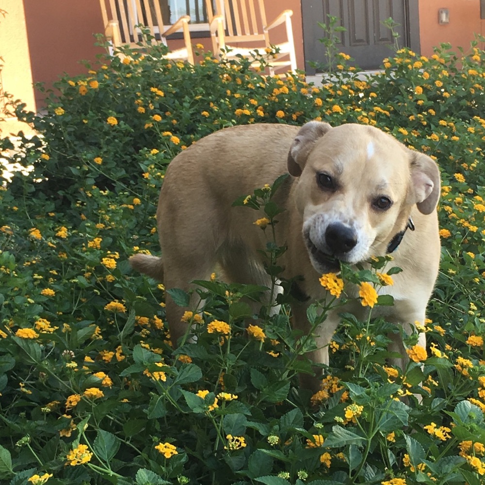 Meet your Posher, Tj