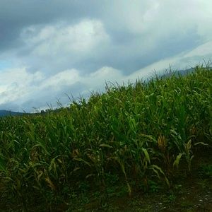 Meet your Posher, Drake