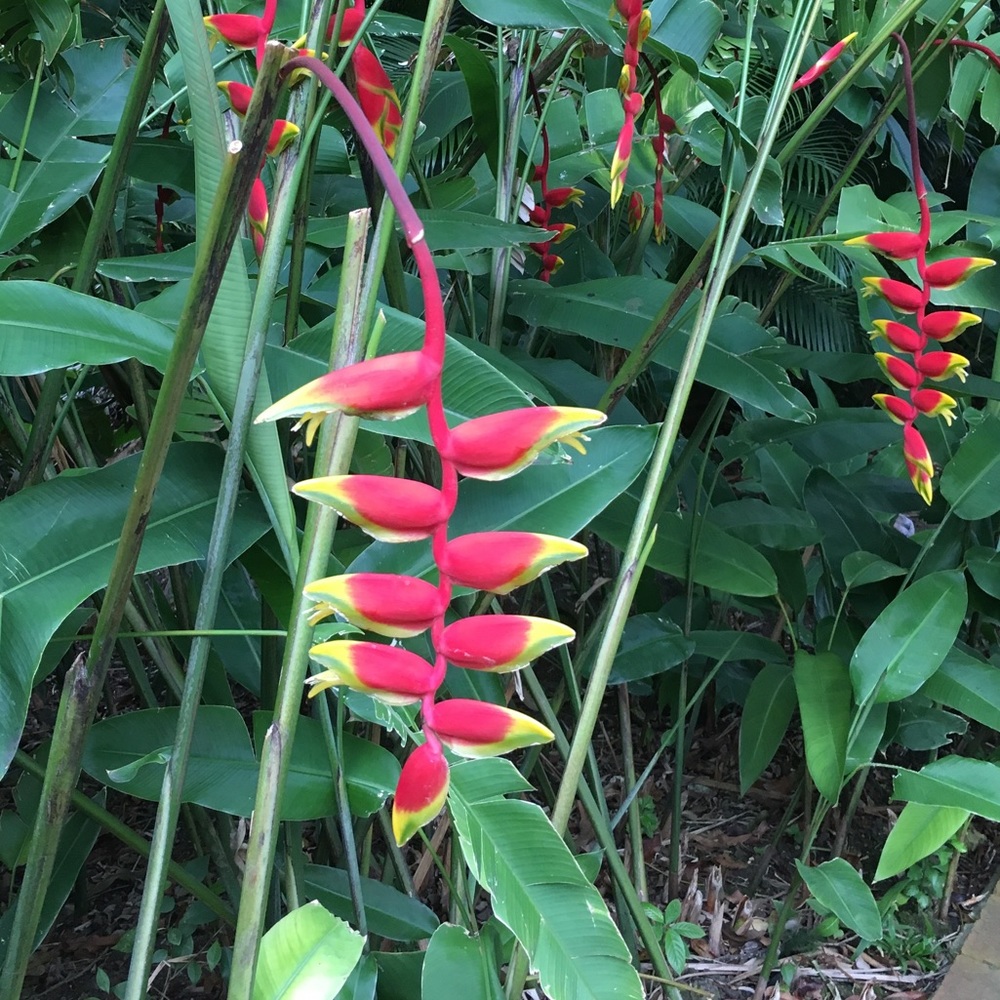 Meet your Posher, Isabel