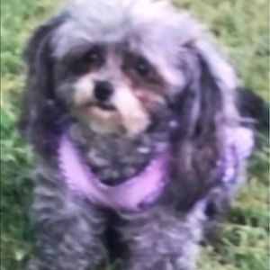 Meet your Posher, Susanna