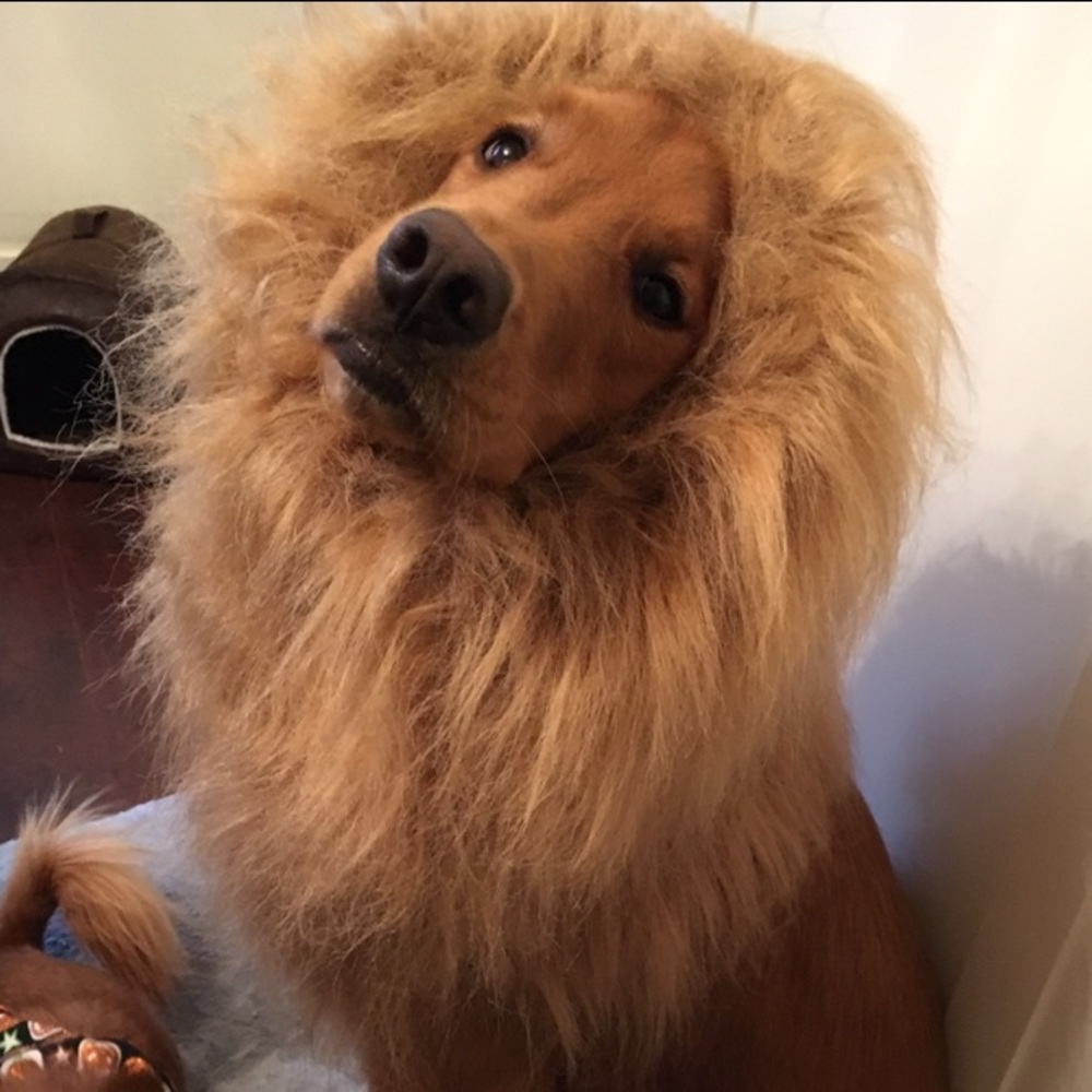 Lion mane doggy Halloween costume