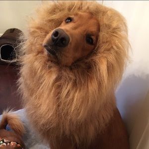 Lion mane doggy Halloween costume