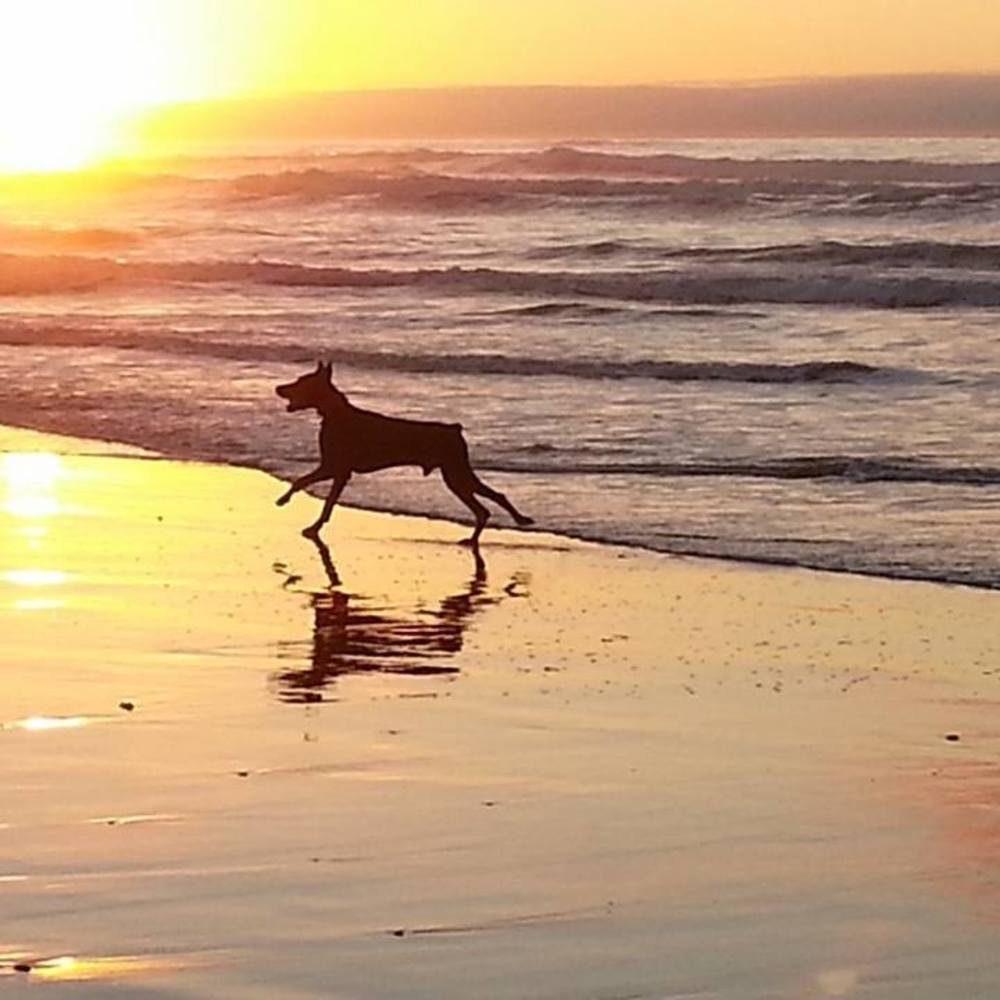 Meet your Posher, Jesa