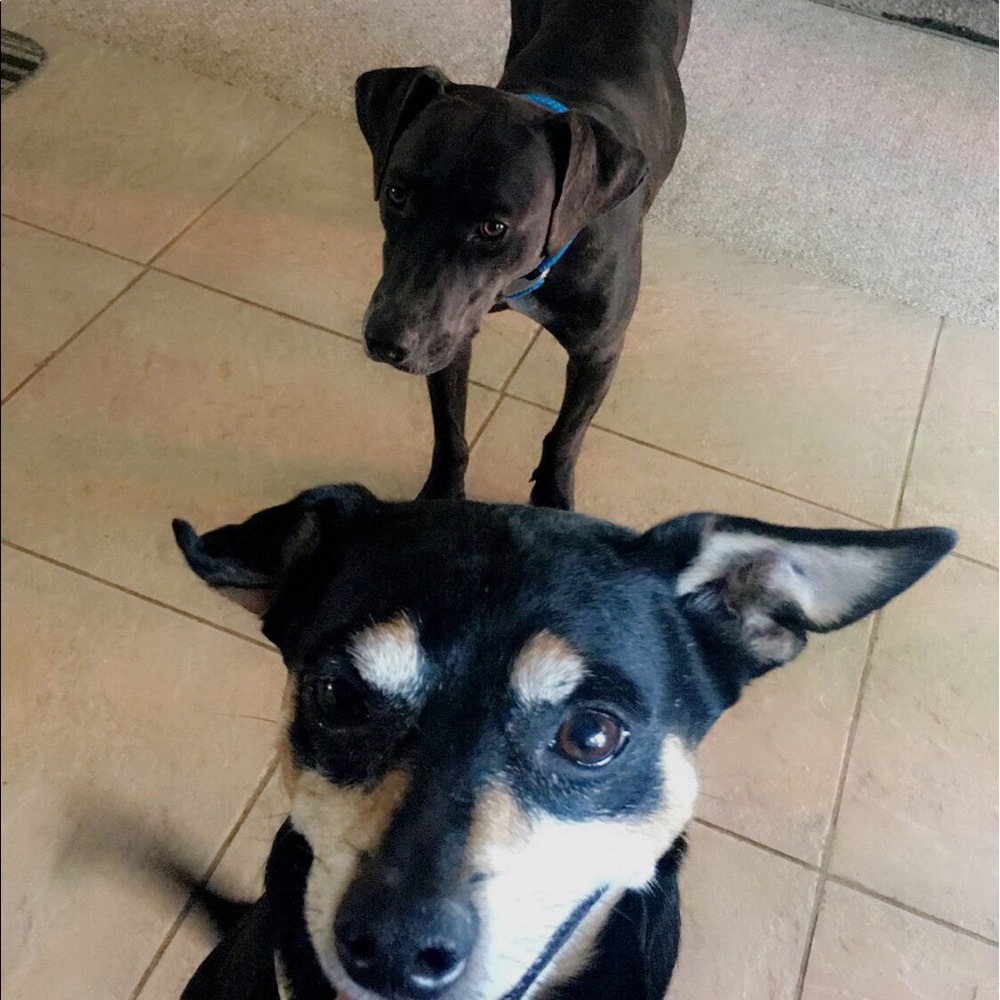 Meet your Posher, Jessie