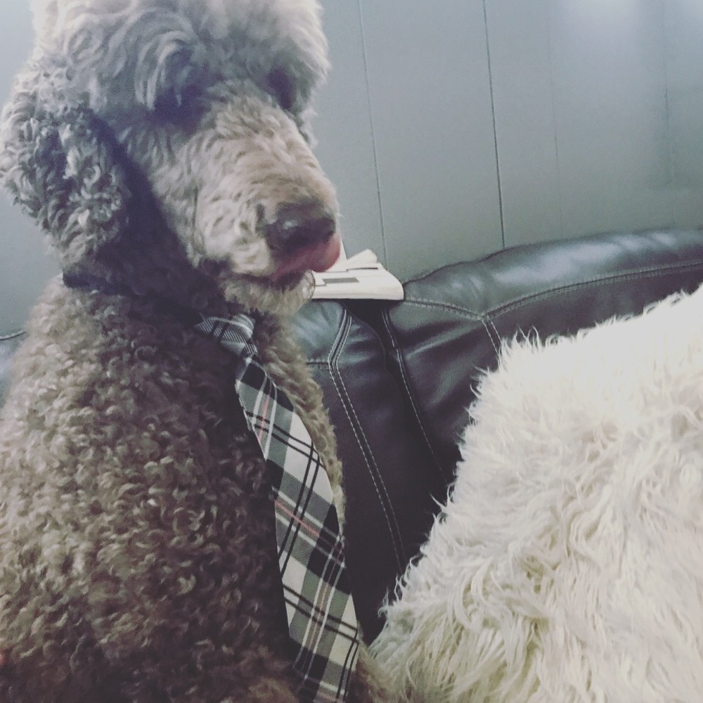Doggie Neck Tie