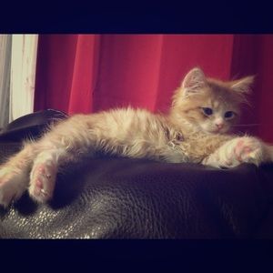 Meet your Posher, Ruaa