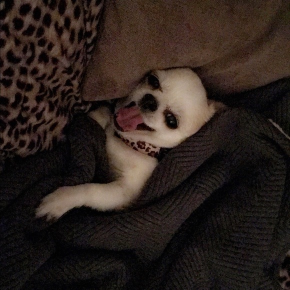 Meet your Posher, Nik - Picture 1 of 1