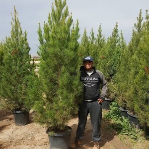 Pine Trees