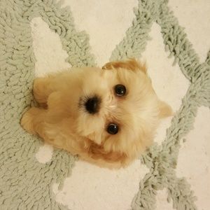 Meet your Posher, Junghwan