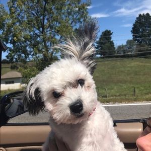 Meet your Posher, Alicia