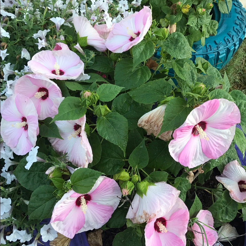 Meet your Posher, Carey