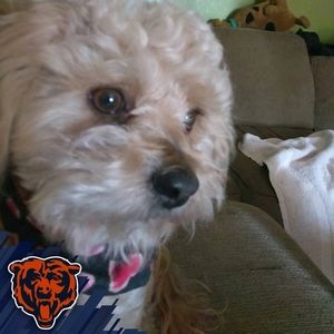 Meet your Posher, Mona