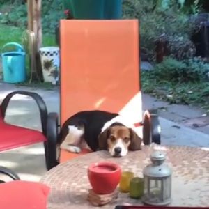 Meet your Posher, Bento