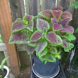 Meet your Posher, Patricia