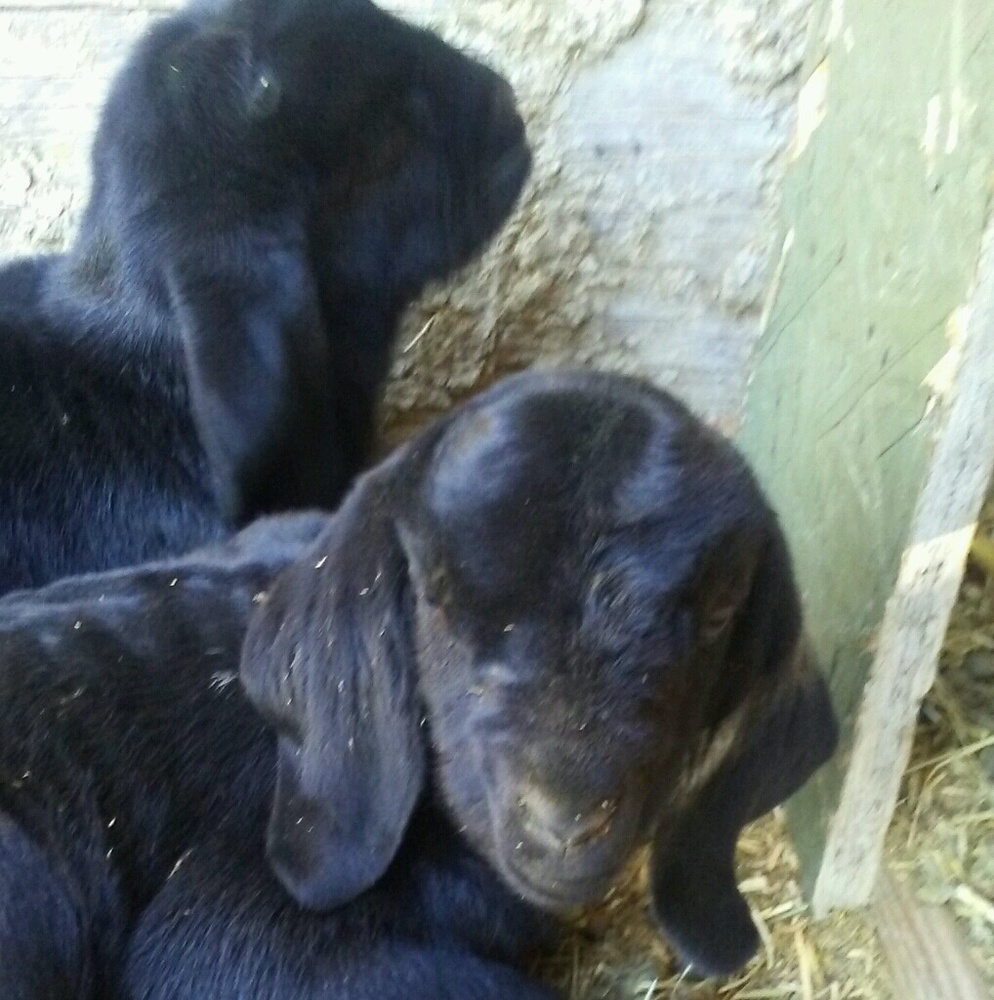 Meet your Posher, Raina