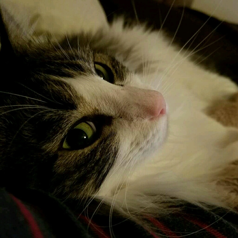 Meet your Posher, Sehwa