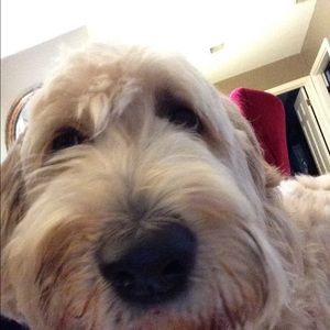 Meet your Posher, Shelley