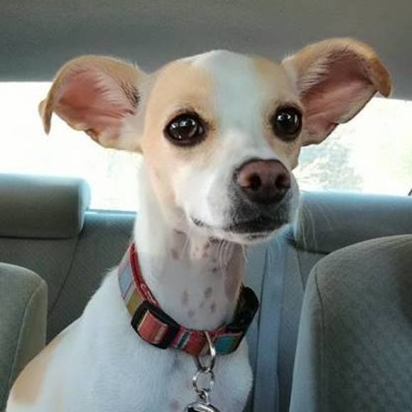 Meet your Posher, Jeanie - Picture 1 of 1