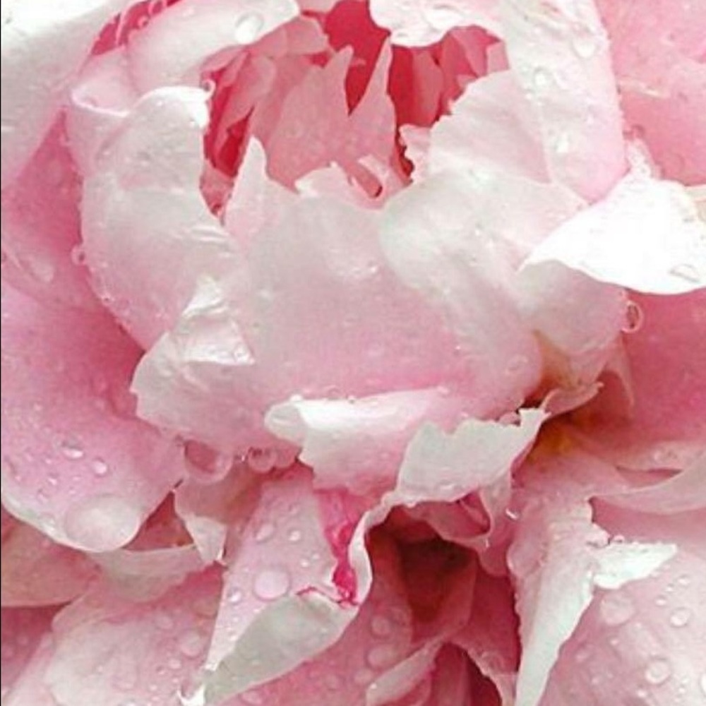 Meet your Posher, Ella