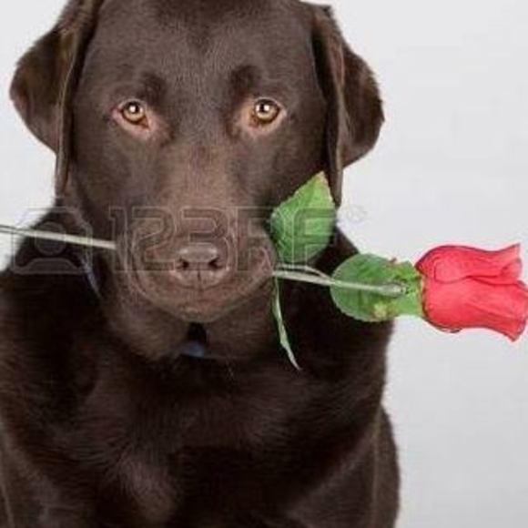 Meet your Posher, Paula - Picture 1 of 1