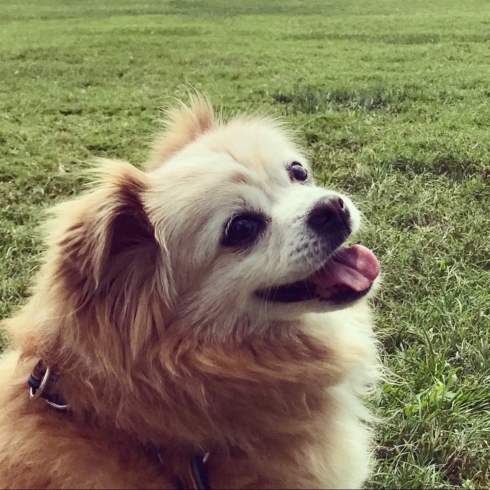 Meet your Posher, Coco